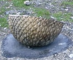 acorn cup